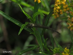 Brachynemurus versutus
