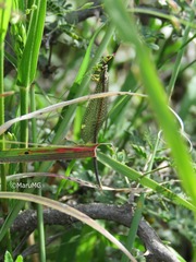 Brachynemurus versutus