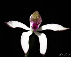 Caladenia gracilis