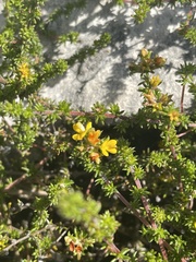 Aspalathus retroflexa retroflexa