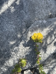 Aspalathus retroflexa retroflexa