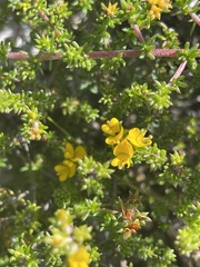 Aspalathus retroflexa retroflexa