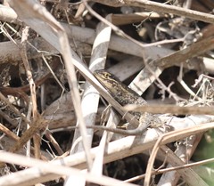 Stenocercus modestus