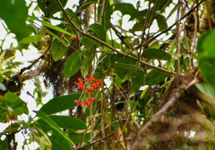 Epidendrum cochlidium