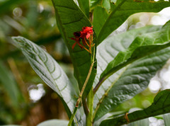 Epidendrum cochlidium