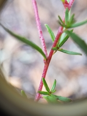 Camissonia strigulosa