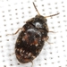 Trogoderma - Photo (c) Mike Quinn, Austin, TX, some rights reserved (CC BY-NC), uploaded by Mike Quinn, Austin, TX