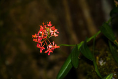 Epidendrum cochlidium