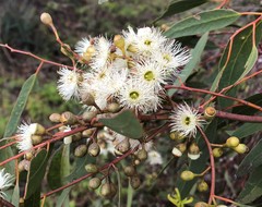 Eucalyptus porosa