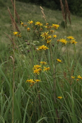 Crepis sibirica