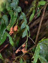 Epidendrum spathatum
