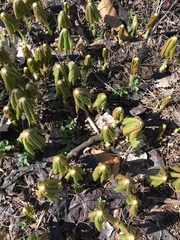 Podophyllum peltatum