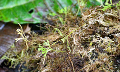 Elaphoglossum tripartitum