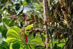 Epidendrum spathatum