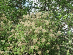 Ageratina brandegeeana