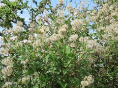 Ageratina brandegeeana