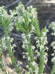Struthiola striata