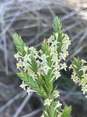 Struthiola striata