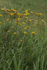 Crepis sibirica