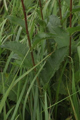 Crepis sibirica