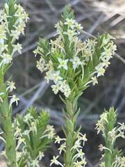 Struthiola striata
