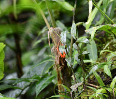 Epidendrum spathatum