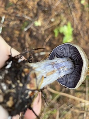 Cortinarius riederi