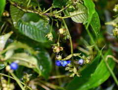 Palicourea caerulea