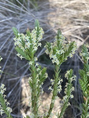 Struthiola striata