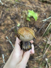 Cortinarius riederi