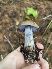 Cortinarius riederi