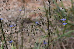 Lipotriches australica