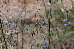 Lipotriches australica