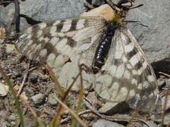 Parnassius clodius