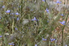 Lipotriches australica