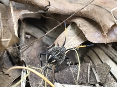 Poecilometis strigatus