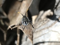 Poecilometis strigatus