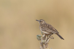 Certhilauda chuana