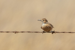 Chersomanes albofasciata albofasciata