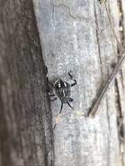 Poecilometis strigatus