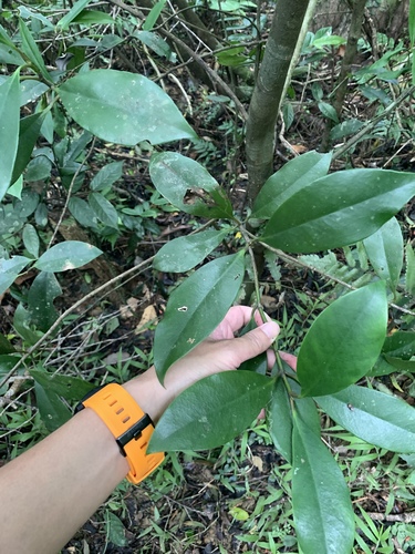 Skimmia japonica