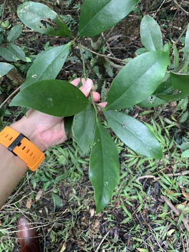 Skimmia japonica