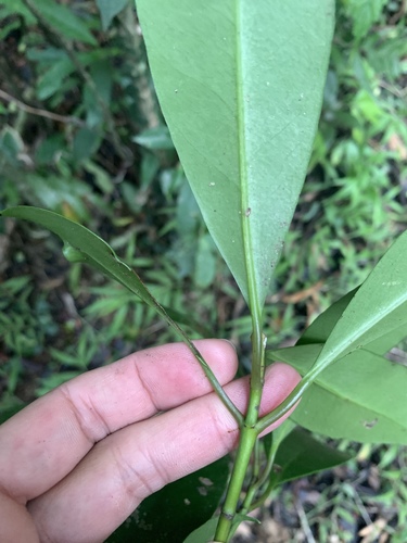 Skimmia japonica