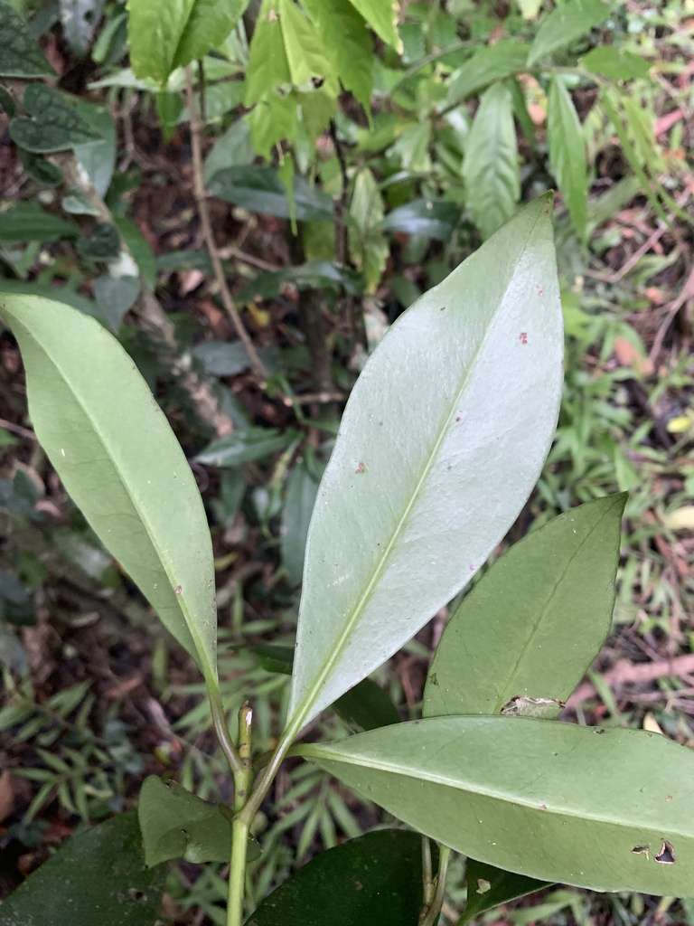 Skimmia japonica, 南迴公路（電塔路楓港-九棚線60
