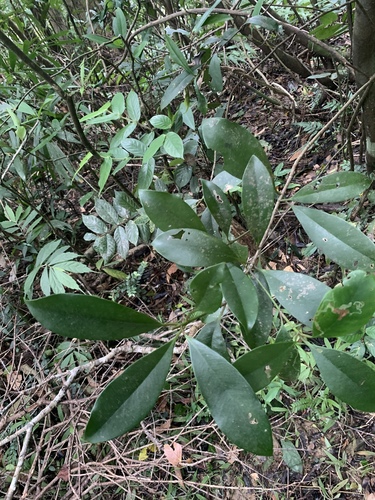 Skimmia japonica