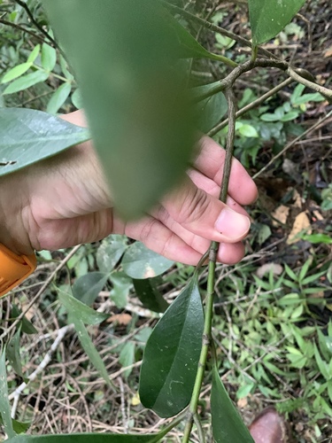 Skimmia japonica