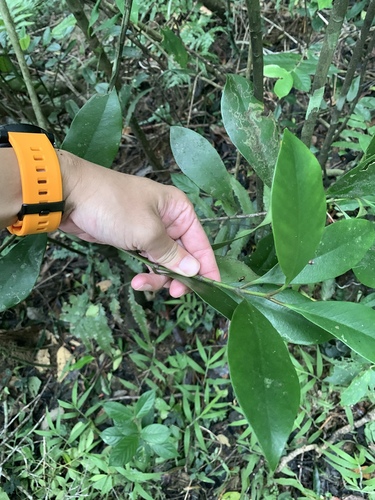 Skimmia japonica