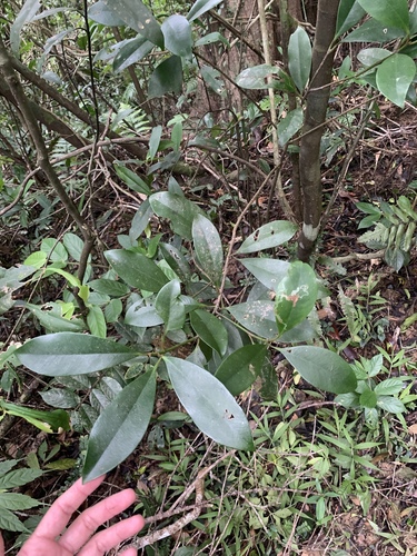Skimmia japonica