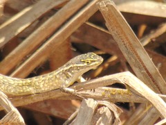 Stenocercus modestus