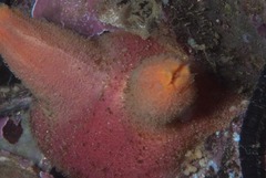 Ascidia incrassata